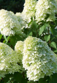 Hydrangea paniculata Living Limelight®