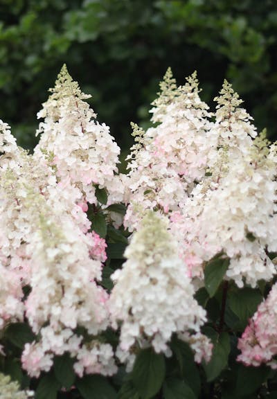 Hydrangea paniculata Living Pinky Winky®