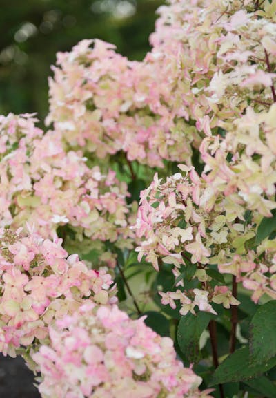 Hydrangea paniculata Living Wim's Red®