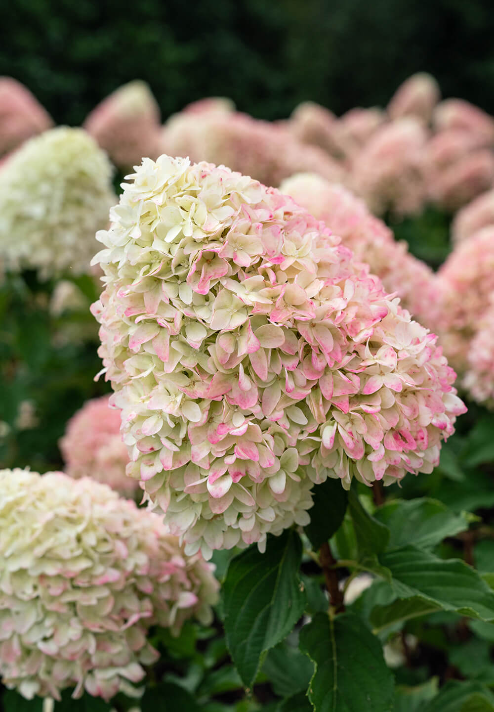 Hydrangea paniculata Living Candy Love®