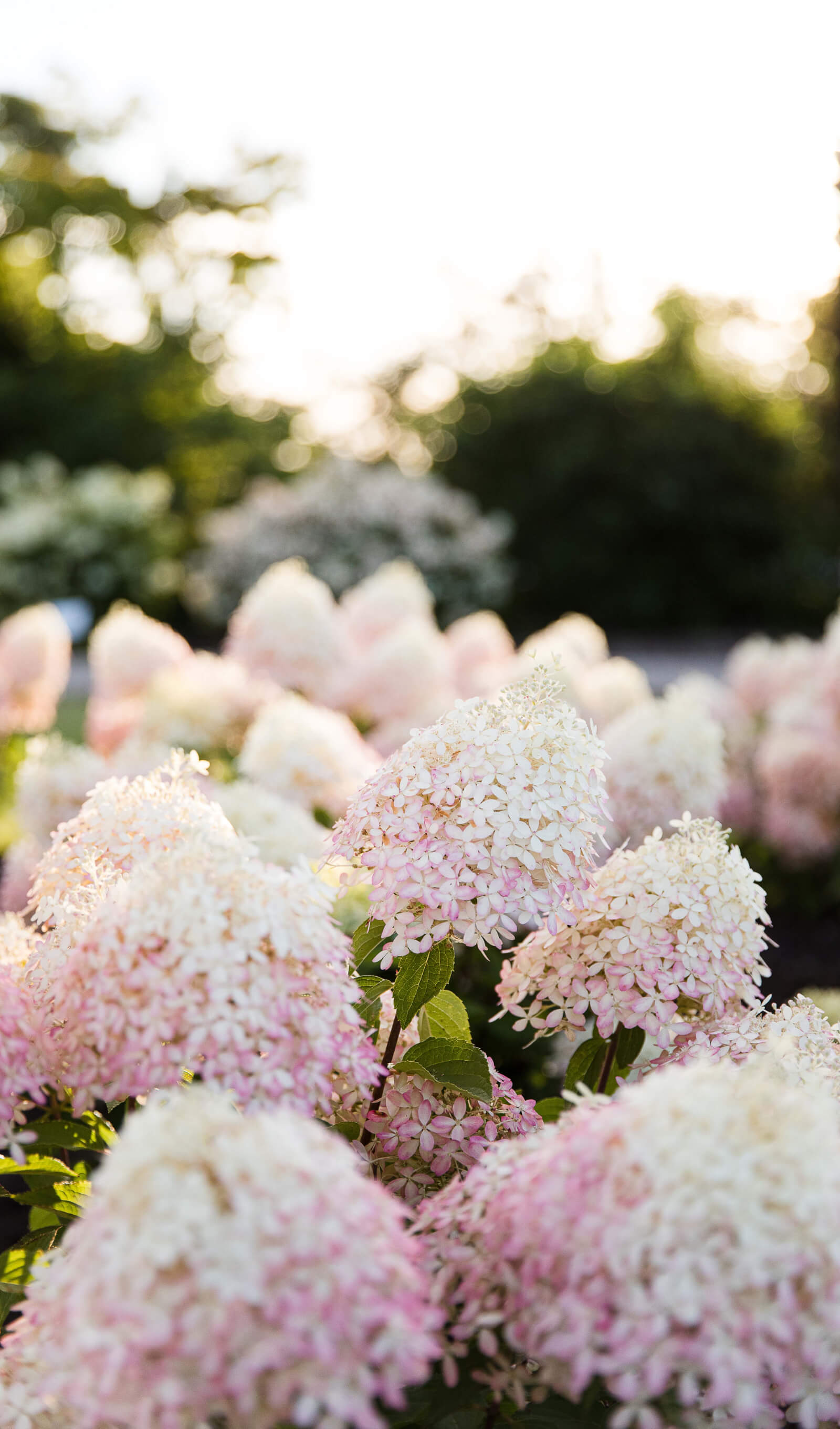 Hydrangea paniculata (pluimhortensia) Living Royal & Flower