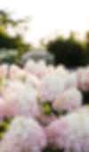 Hydrangea paniculata (pluimhortensia) Living Royal & Flower
