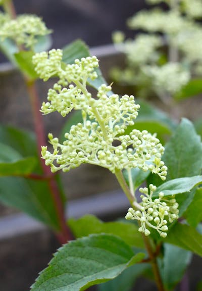 Hydrangea paniculata Living Brussels Lace®