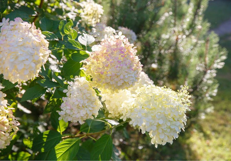 Pluimhortensia