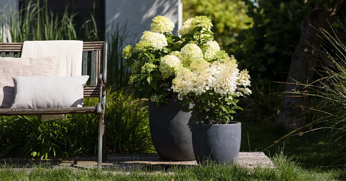 How to Grow Hydrangeas in Pots - Potted Hydrangea Care