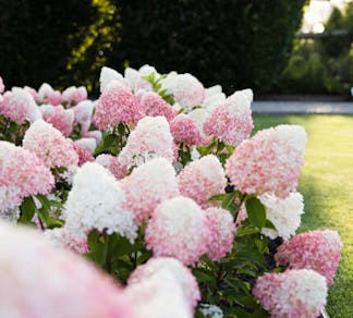 Hydrangea paniculata Living Pink & Rose® (Living Creations)