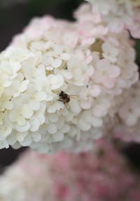 Hydrangea paniculata Living Sundae Fraise®