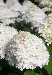 Hydrangea paniculata Living Phantom®