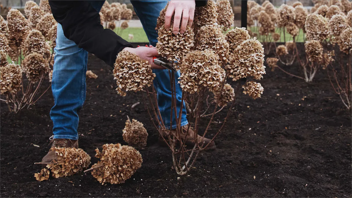 Hydrangea Pruning Example Pruning your panicle Hydrangea