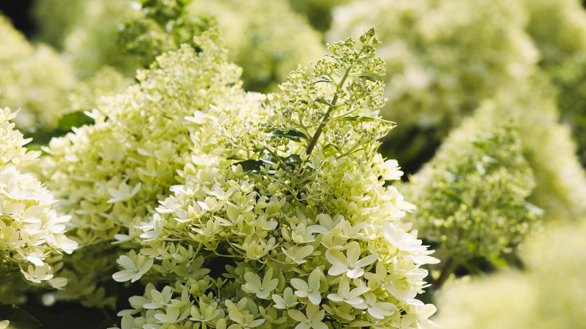 Living Creations | Pluimhortensia | Hydrangea | Paniculata | Hortensie | Interview Katy at the manor