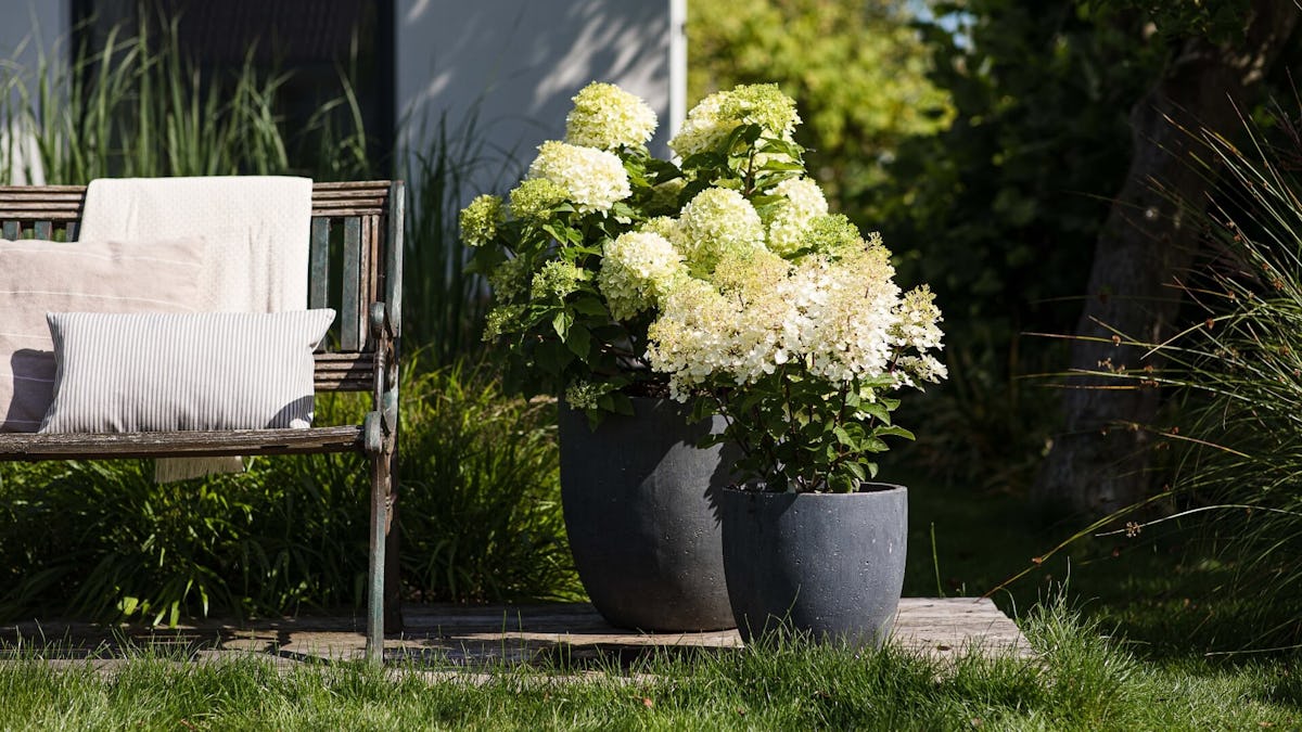to grow Hydrangeas in containers and