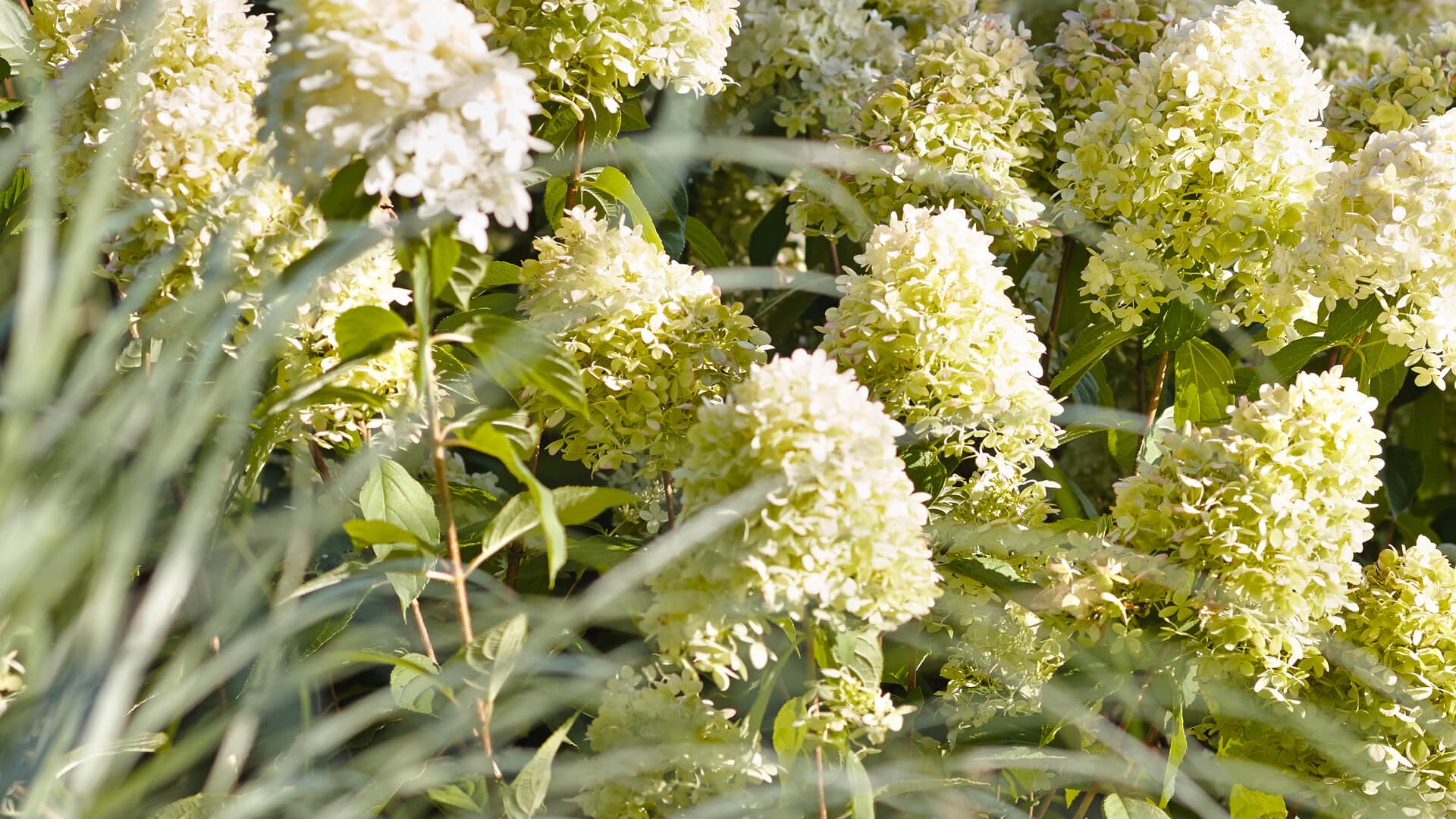 Hydrangea Living Summer Snow®