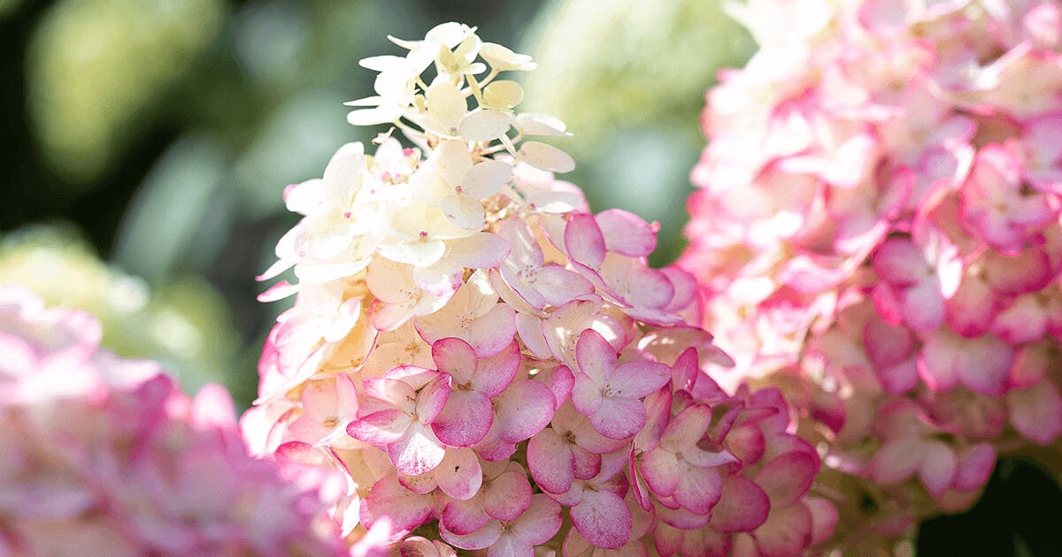 Hydrangea Living Pinky Promise Hydrangea paniculata, Pink hydrangea, Hydrangea