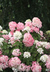 Hydrangea paniculata Living Diamant Rouge®