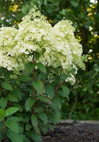 Hydrangea paniculata Living Bobo®