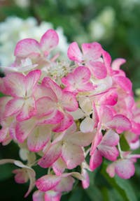 Hydrangea paniculata Living Diamant Rouge®