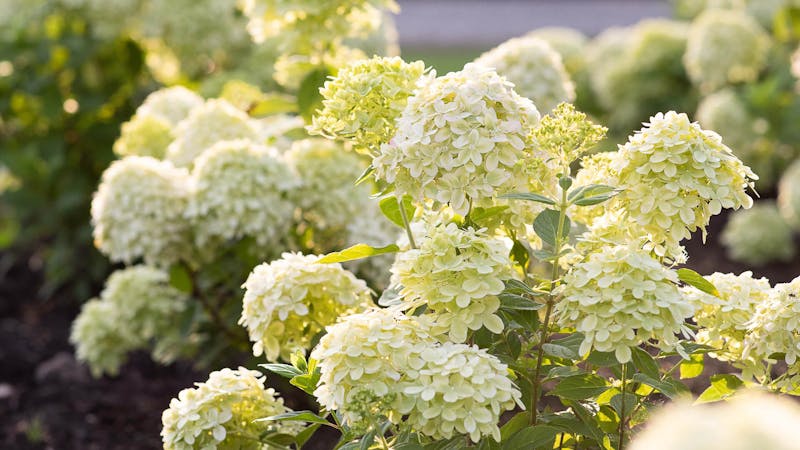 A Living Little Passion® Hydrangea in the summer