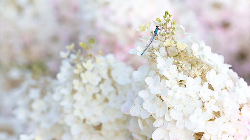 A Dragonfly visiting a Hydrangea Living Little Blossom® 