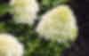 Een Living Creations hortensia planten