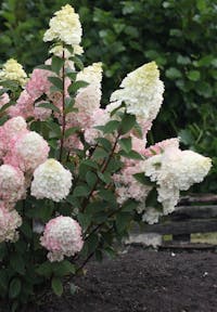 Hydrangea paniculata Living Sundae Fraise®