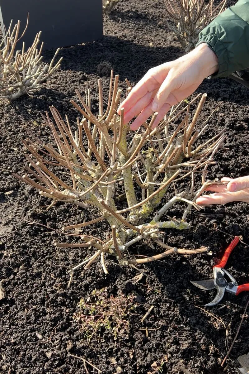 Hydrangea Pruning Example 3 ways to prune Hydrangrea paniculata