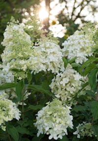 Hydrangea paniculata Living Dolly®