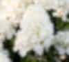 Hydrangea paniculata Living Little Blossom® (Living Creations)