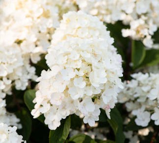 Hydrangea paniculata Living Little Blossom® (Living Creations)