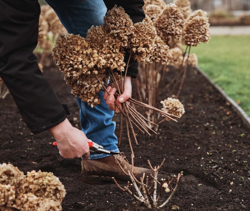 Hydrangea snoeien