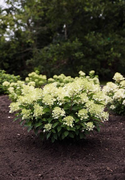 Living Creations | Hydrangea paniculata Living Milk & Honey | pluimhortensia