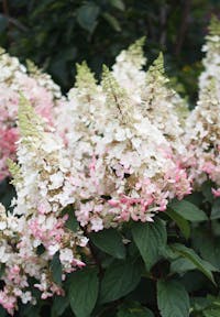 Hydrangea paniculata Living Candlelight®