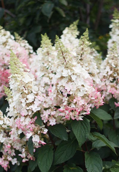 Hydrangea paniculata Living Candlelight®