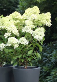 Hydrangea paniculata Living Magical Candle®