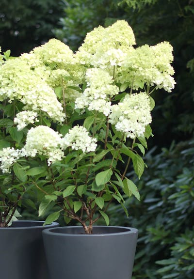 Hydrangea paniculata Living Magical Candle®