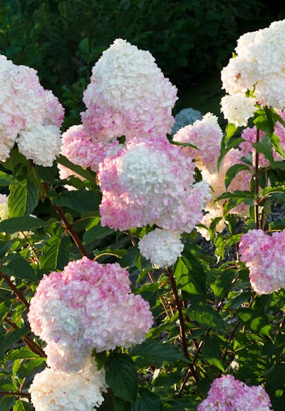 Hydrangea paniculata Living Vanille Fraise®