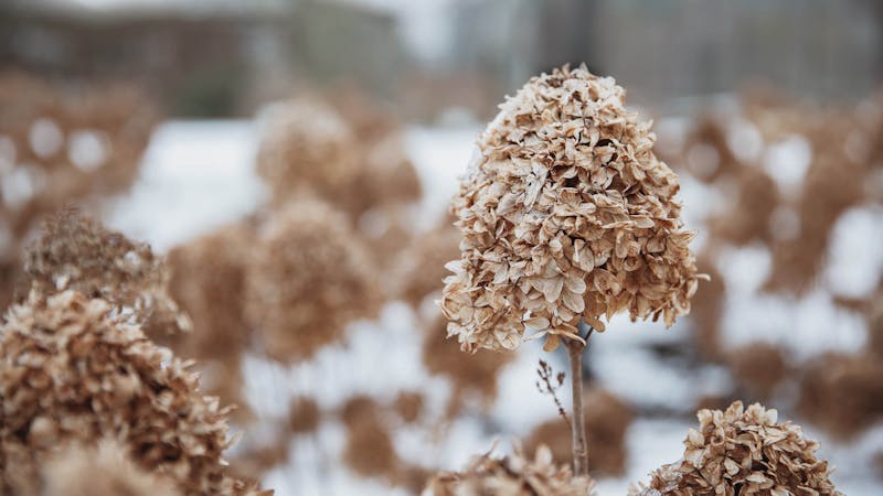 A Living Cotton Cream® Hydrangea in the winter
