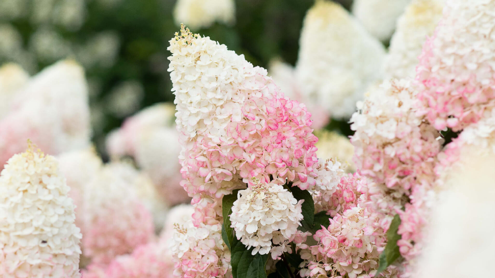 Glorious Garden Stories x Vas