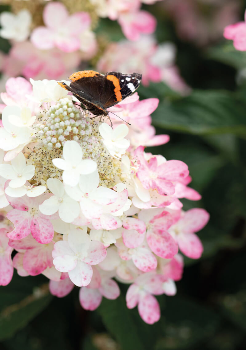 A butterfly visiting a Hydrangea Living Diamant Rouge