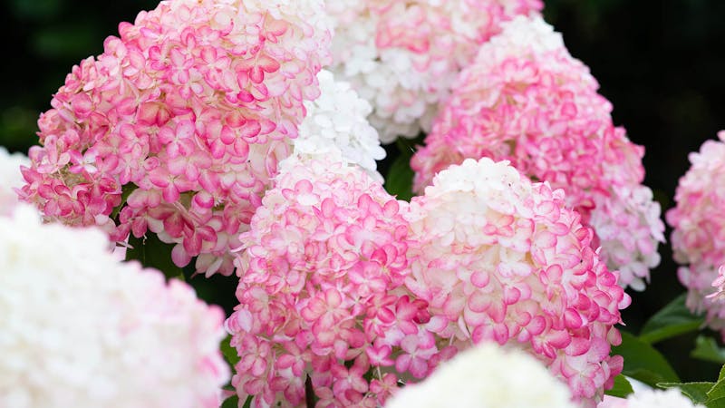 Hydrangea Living Pink & Rose® 