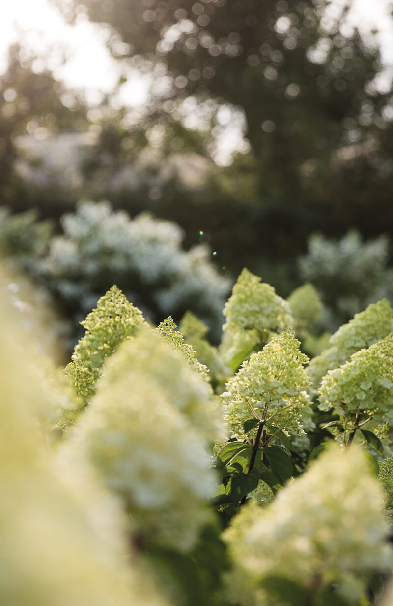 Hydrangea Living Summer Snow®
