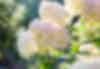 Hydrangea Paniculata Grandiflora