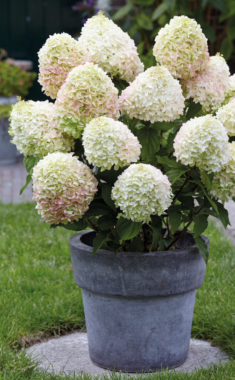 Hydrangea Living Summer Love® in pot