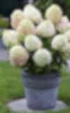 Hydrangea Living Summer Love® in pot