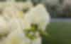 Hydrangea paniculata (pluimhortensia) Living Cotton Cream