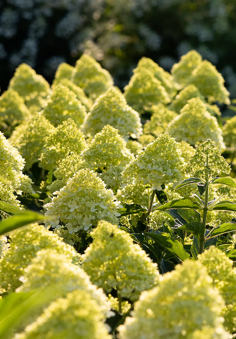 Hydrangea paniculata Living Cotton Cream®