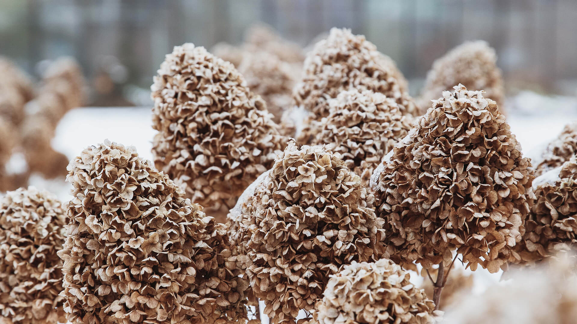 A winter-hardy Living Creations® Hydrangea 