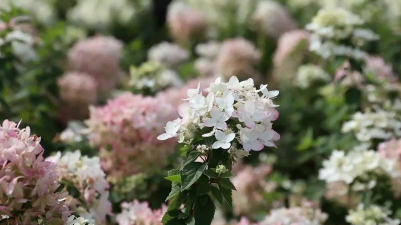 Hydrangea paniculata Living Touch of Pink®