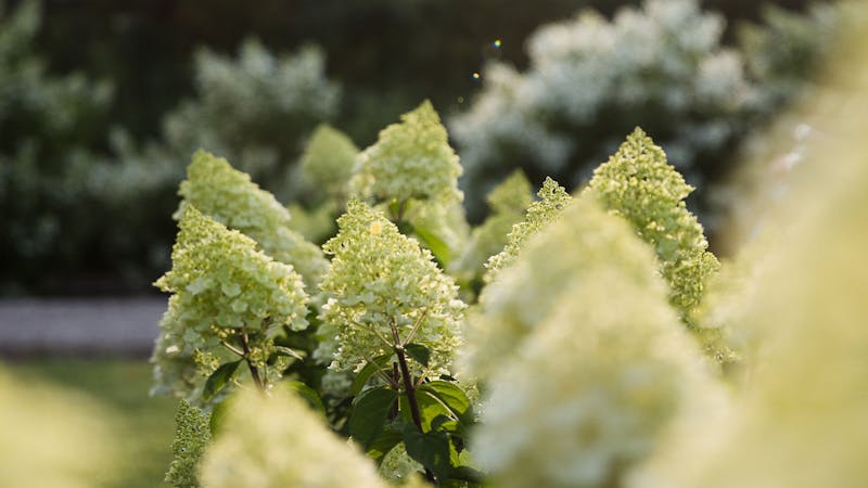 A Living Summer Snow® Hydrangea in the summer