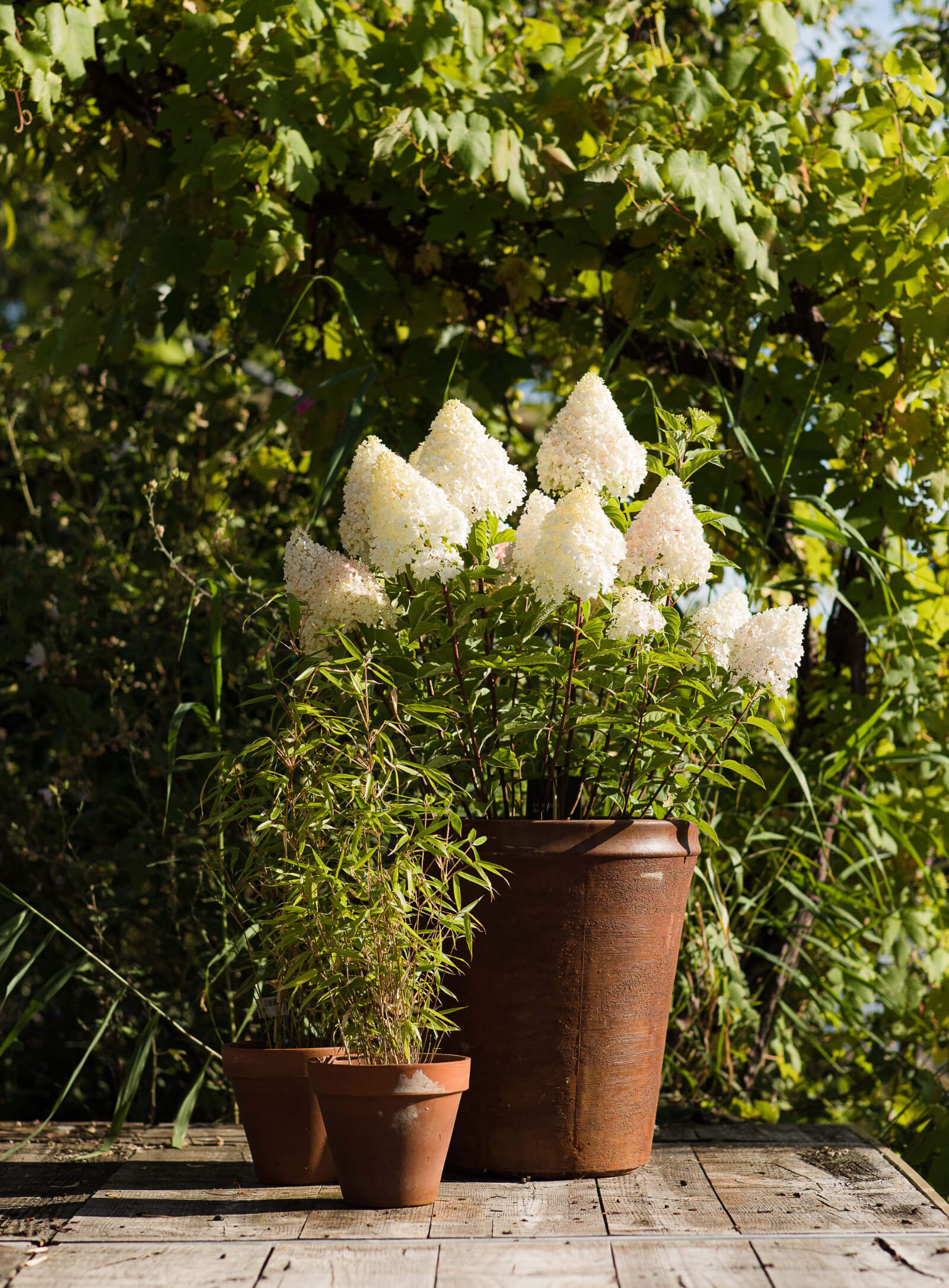 Hydrangea paniculata (pluimhortensia) Living Pink-and-rose-in-pot.jpg
