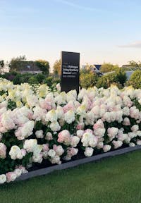 Living Strawberry Blossom in augustus